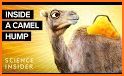 Camel Dash related image