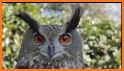 Baby Owls Live Wallpaper related image