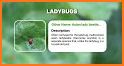 Insect identification: Bug identifier - Bug finder related image