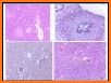 Memorix Histology QUIZ related image