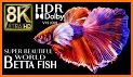 Betta Fish - Virtual Aquarium related image