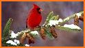 Snow Birds related image