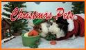 Farm Animals Christmas - Cute Winter Pets related image