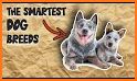 Dog breeds - Smart Identifier related image