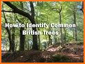 Tree ID - British trees related image