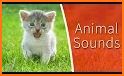 Duck Sound and other Animal Sounds related image