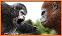 Bigfoot Apes War - Rise Of Yeti Monsters related image