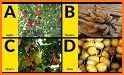 ABC Alphabet Fruit App For Kids - Name Quiz Match related image