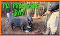 Pork processing related image