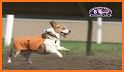 Corgi Dash related image