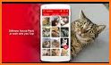 MeowApp - Cat Sounds related image