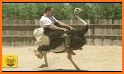 Wild Bird Ostrich Hunting 3D related image