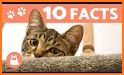 Cat Facts related image