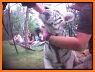 Tiger King - Joe Exotic Zoo related image