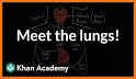 Respiratory System Anatomy Pro. related image