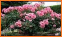 Beautiful flowers and roses Images Gif related image