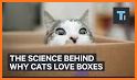 Box Cat related image