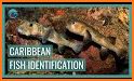 Seabook - Fish identification related image