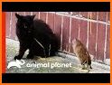 Rat Vs Cat related image