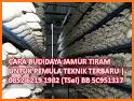 tips menanam jamur tiram related image