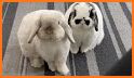 My Smart Bunny related image