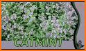 Catmint related image