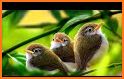 Animal Sounds - Bird Ringtones related image