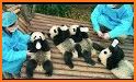 3D Cute Love Panda Theme related image