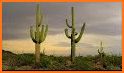 Cactus and Succulent Plants related image