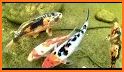 3D Aquarium Japaneses  Koi Fish related image