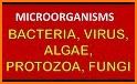 micro - bacteria, fungi and viruses related image