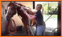 🐎 Horse Care - Mane Braiding related image