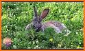 Cottontail Rabbit Sounds and Rabbit Calls related image