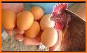 Chicken Lay Eggs related image