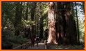 Muir Woods National Monument related image