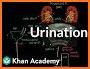 Urinary System Pro. related image