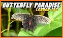 Butterfly Paradise related image