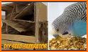 Bird Sorter related image