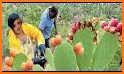 Farm Fruit Harvest related image