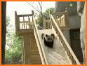 Sweet Panda Pet Daycare Nursery related image