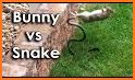 Dodgy Snake related image