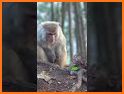 Funny Talking Monkey related image
