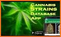 Cannabis Strains Database related image