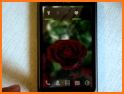 3D Rose Live Wallpaper Free related image