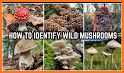 Mushroom Identifier - Picture Mushroom related image