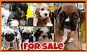 Pets For Sale – Animals, Puppies, Dogs For Sale related image