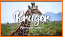 Wild About Kruger Park related image