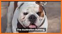 Australian Bulldog related image