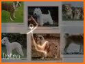 Puzzles and Guess the Breed of Dogs related image