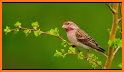 birds ringtones, birds sound related image